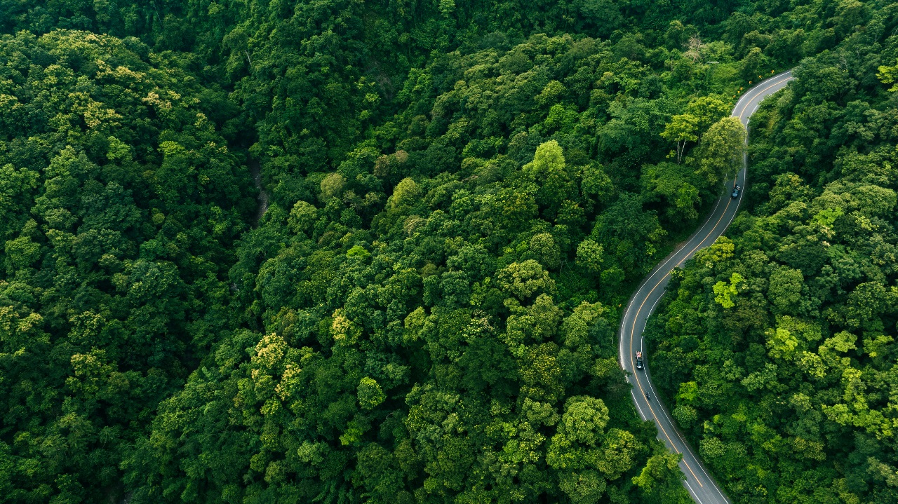 Brasilian Forests